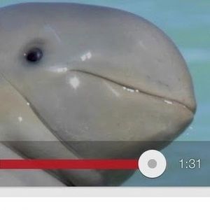 Meet your Posher, Lily